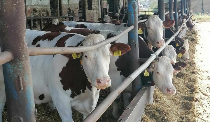 Rozvojový tím v akcii / Svetový deň mlieka v školách - foto