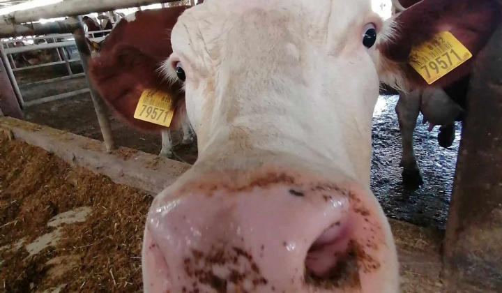 Rozvojový tím v akcii / Svetový deň mlieka v školách - foto