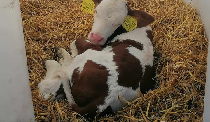 Rozvojový tím v akcii / Svetový deň mlieka v školách - foto
